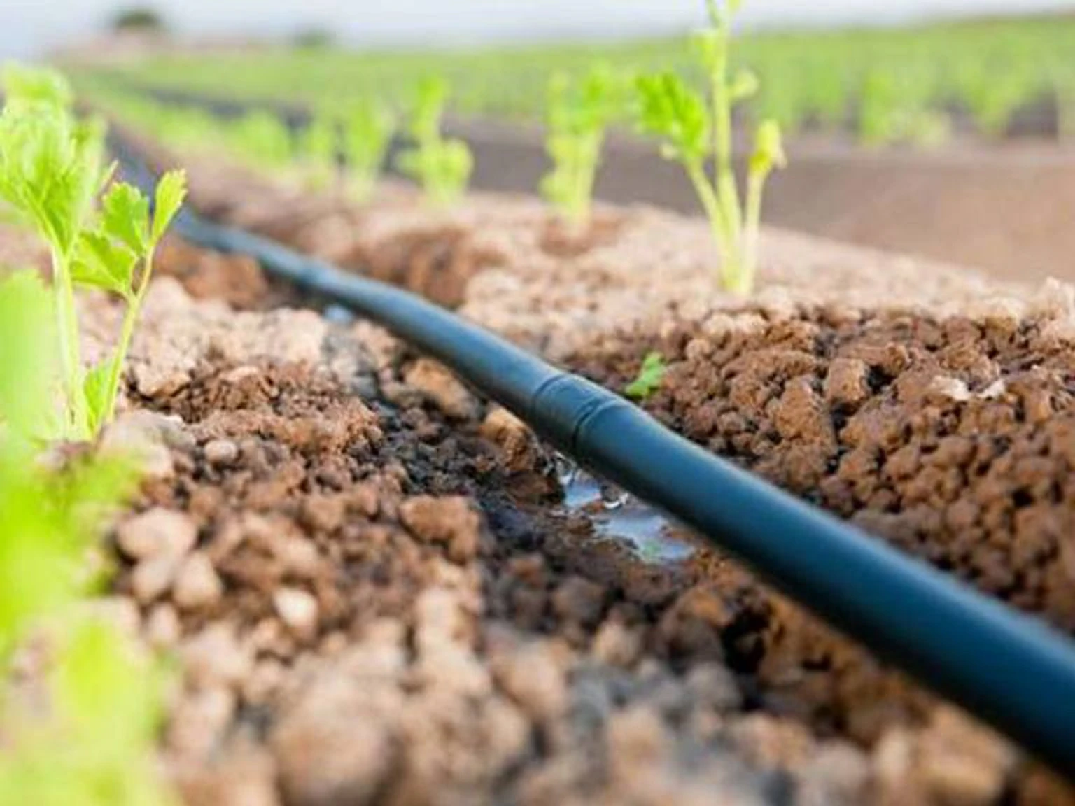 لوله آبیاری قطره ای دریپردار